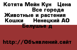 Котята Мейн Кун › Цена ­ 15 000 - Все города Животные и растения » Кошки   . Ненецкий АО,Белушье д.
